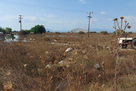 Παλαμάς - Καρδίτσα